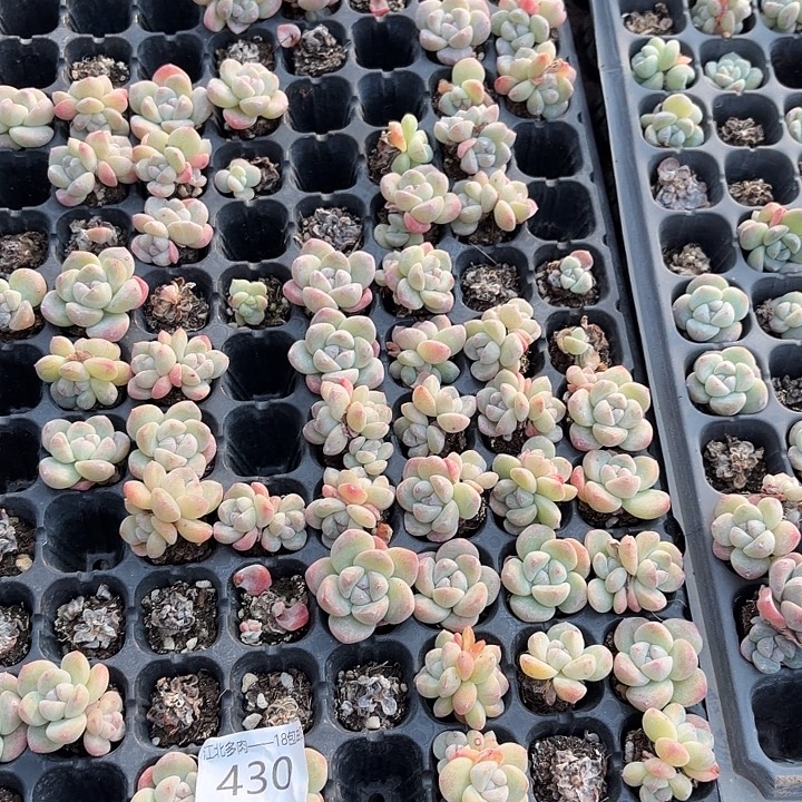 东***@430 号到手1框一物一拍