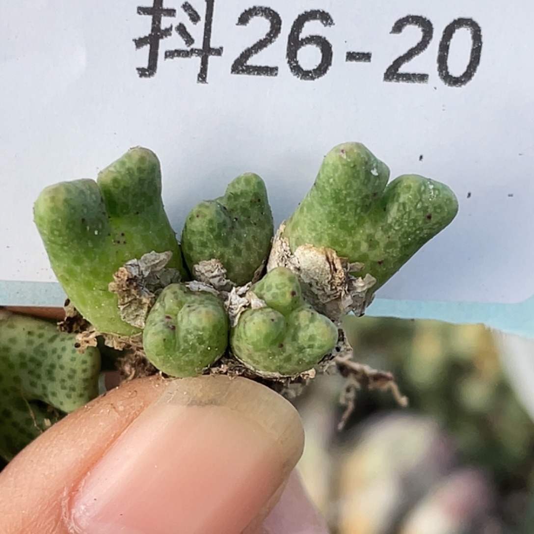 26-20鹿角斑马肉锥