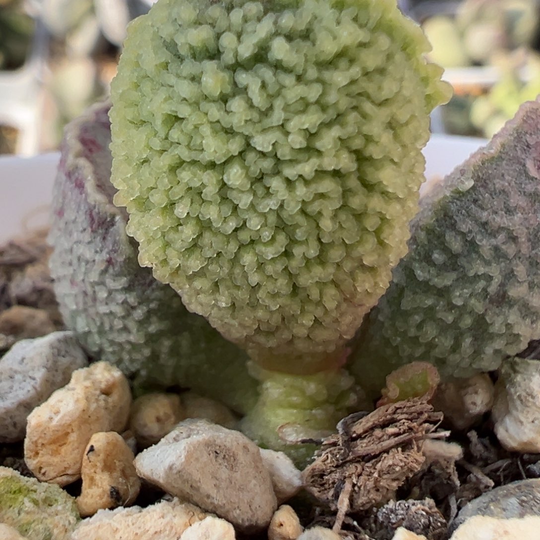 密文款新品多肉植物水泡