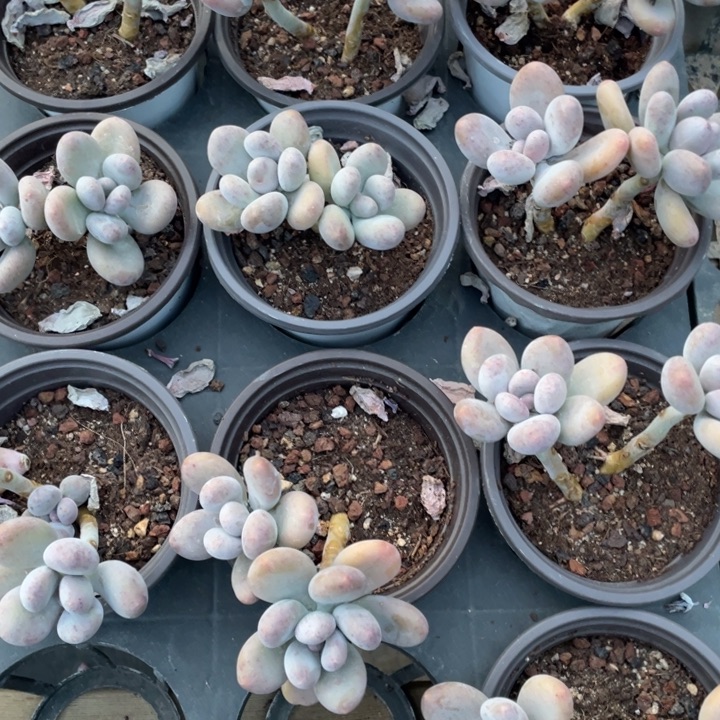 奶酪双头一颗冠幅6厘米20包邮