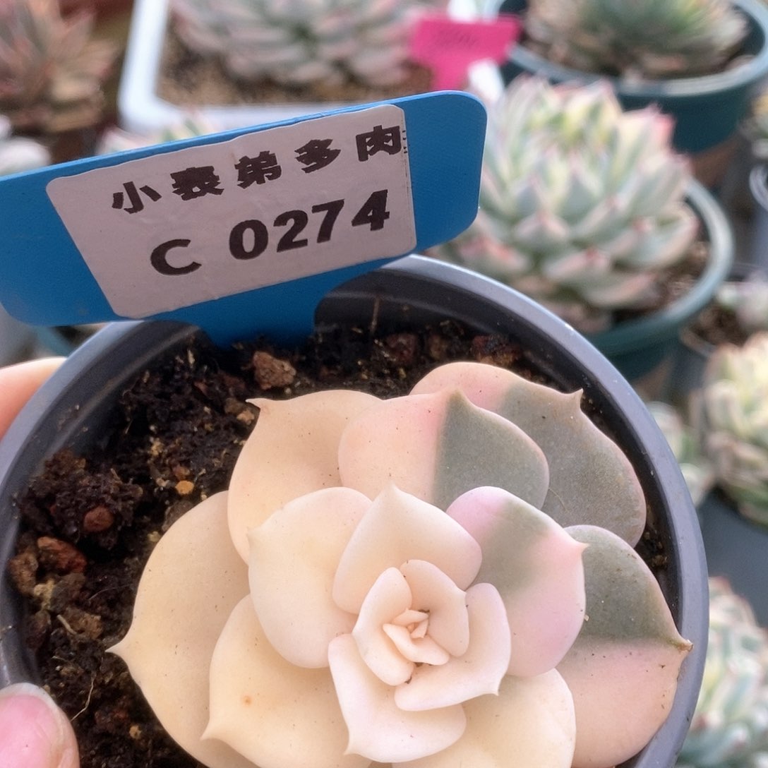 C274双子座锦锦锦锦锦锦锦锦