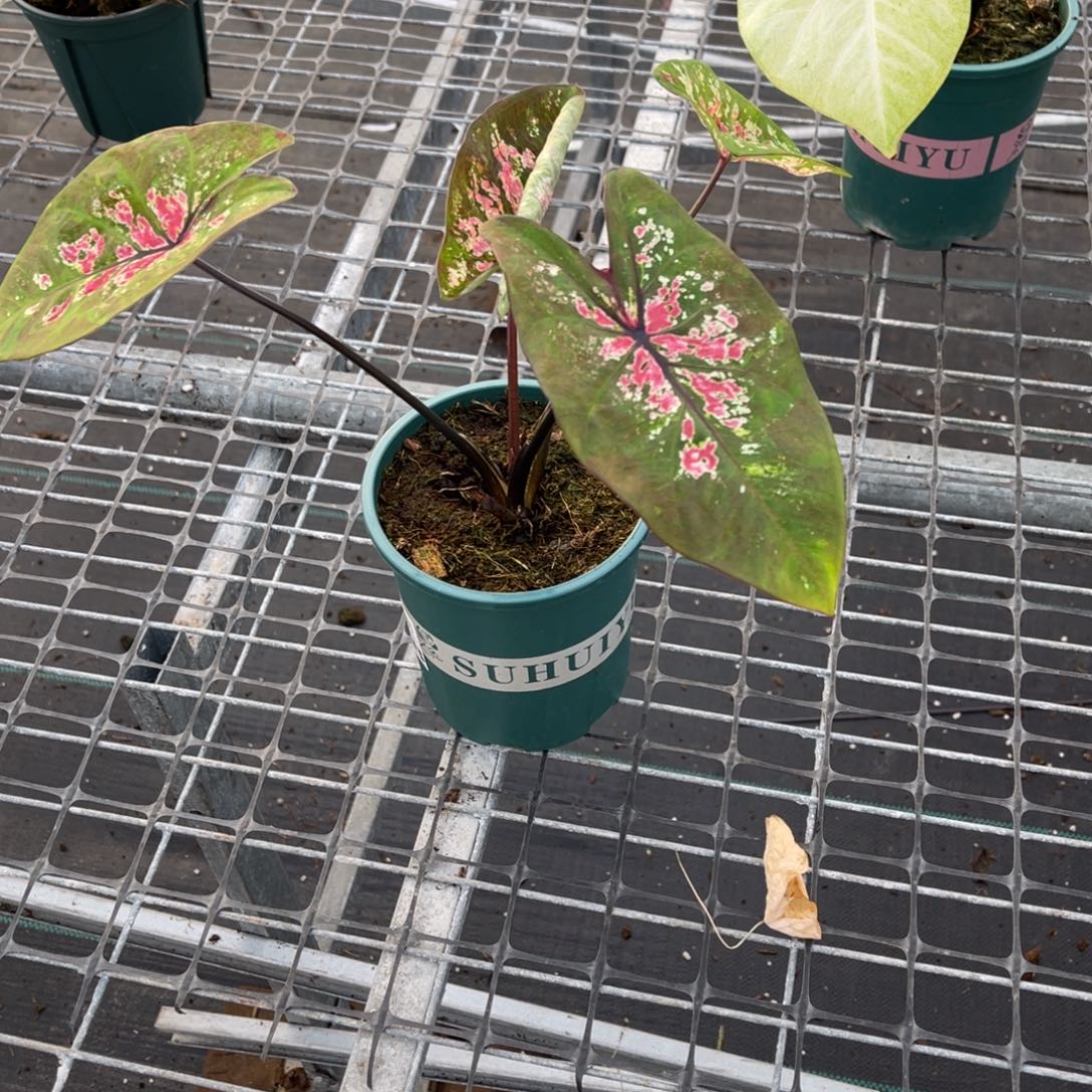 c***c无花朵       608泰彩不包售后