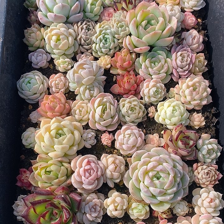 259 多肉植物盆栽花卉植物