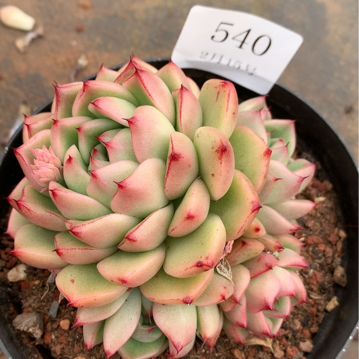 【闪购商品】云540