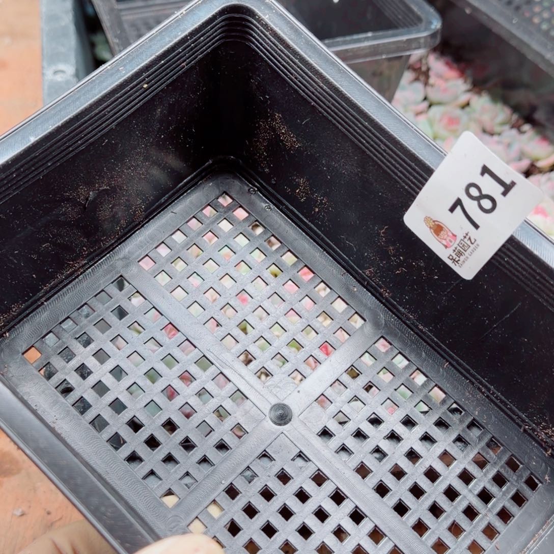 凤***华多肉植物多肉植物