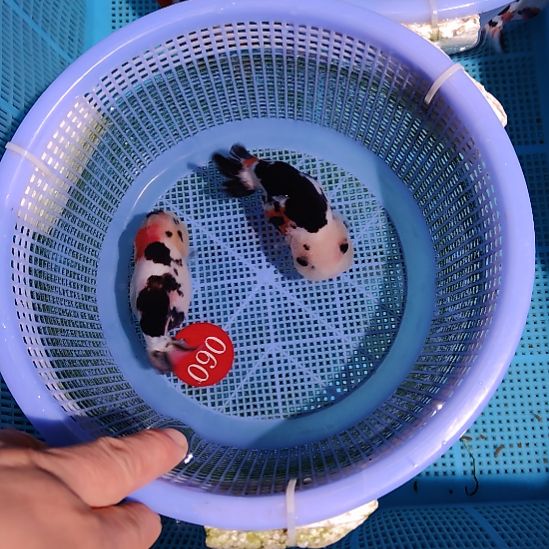 金鱼090兰寿两只特价顺丰包邮