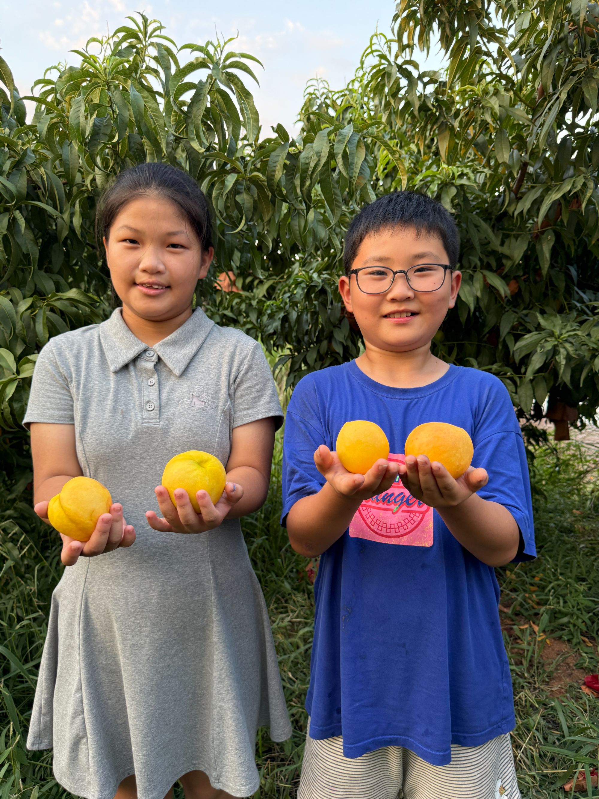 湖北黄金油桃顺丰包邮