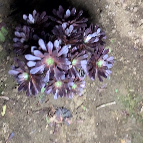 黑铜壶多肉植物法师3号