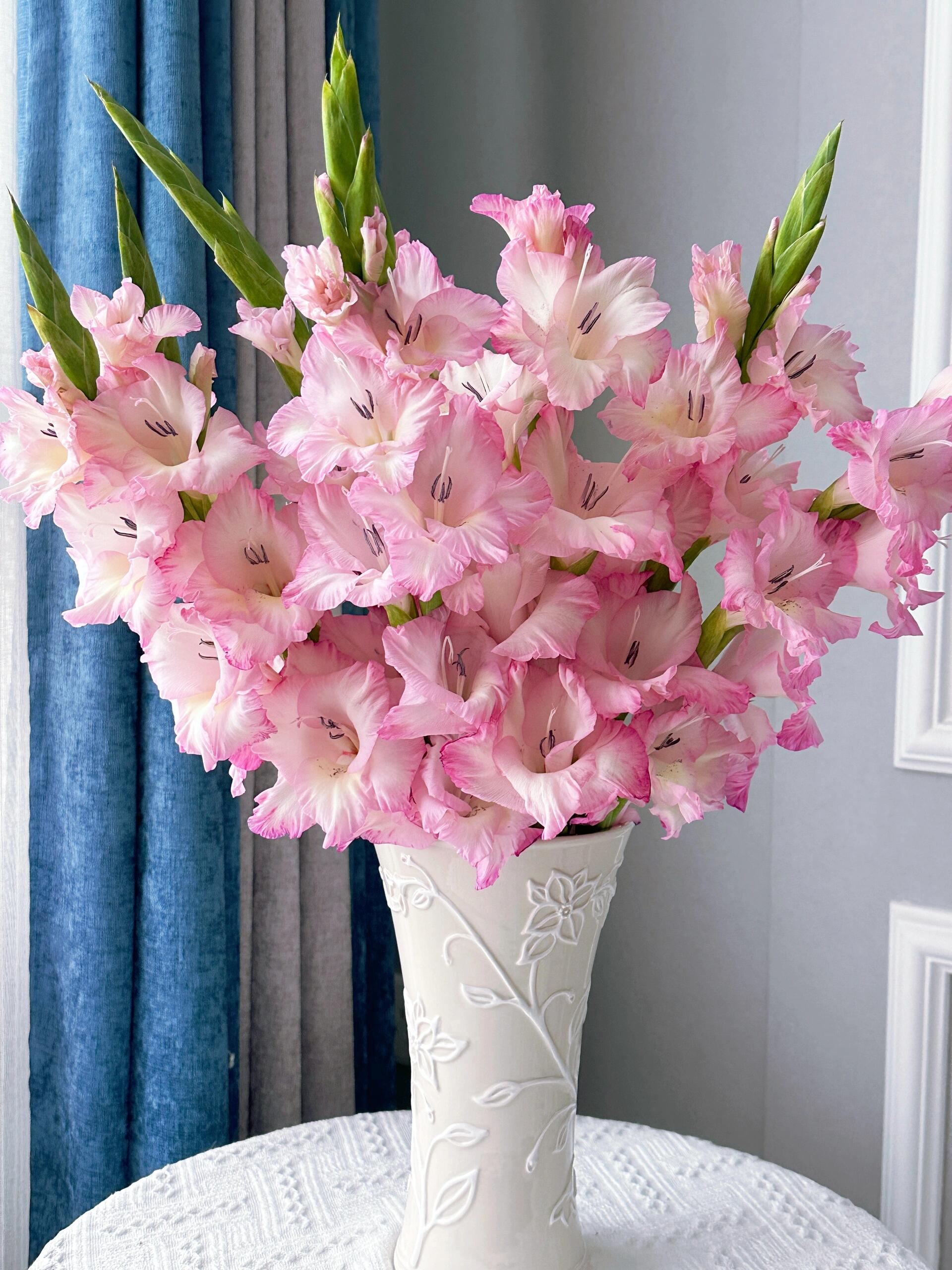 【半岛花铺】普西拉剑兰 云南鲜切花包邮