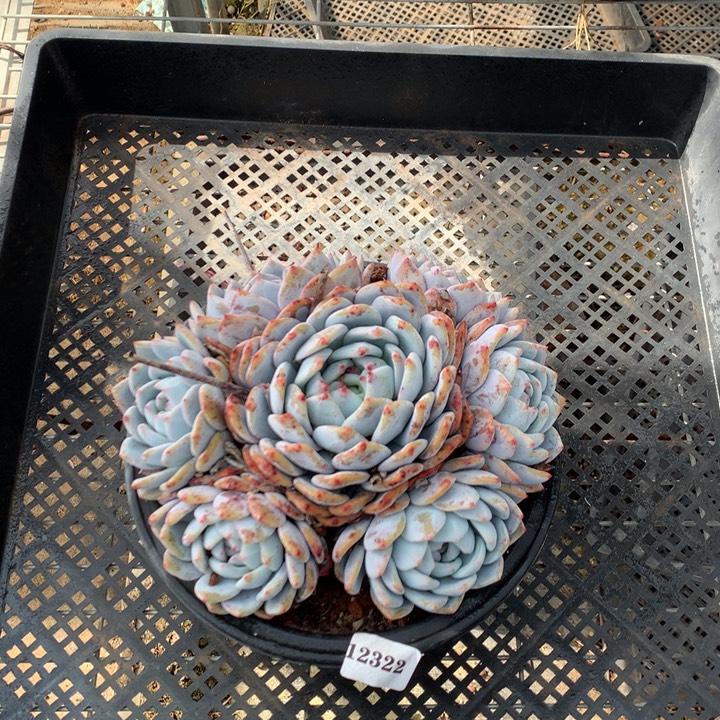 12322多头嗯嗯嗯嗯嗯