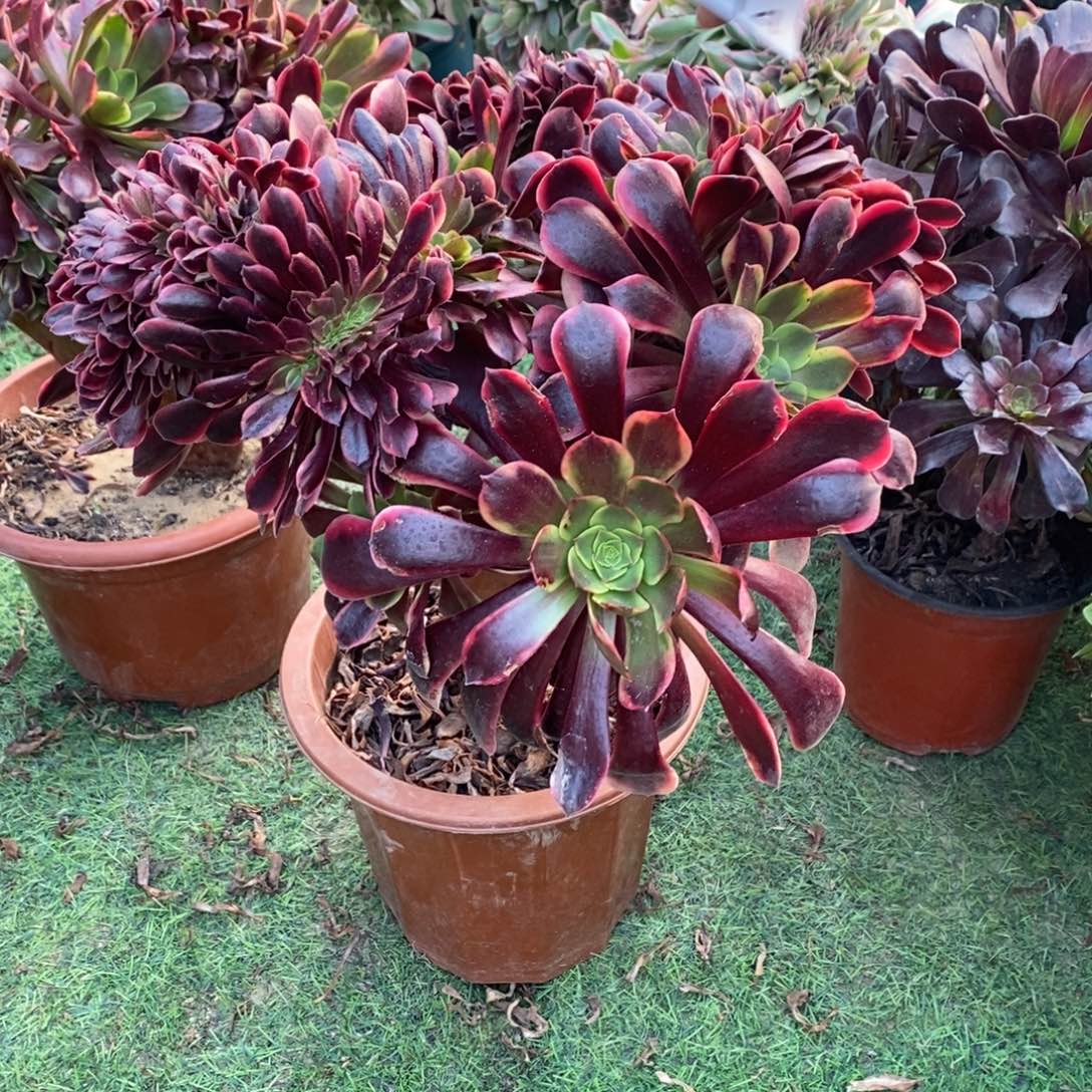 欧嘉莉缀化1714号欧嘉莉缀化