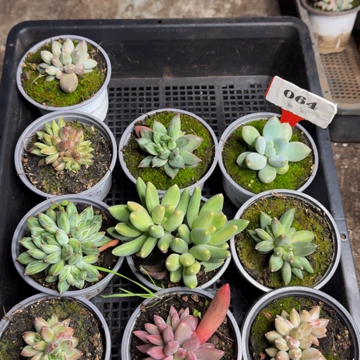 064多肉植物一物一拍