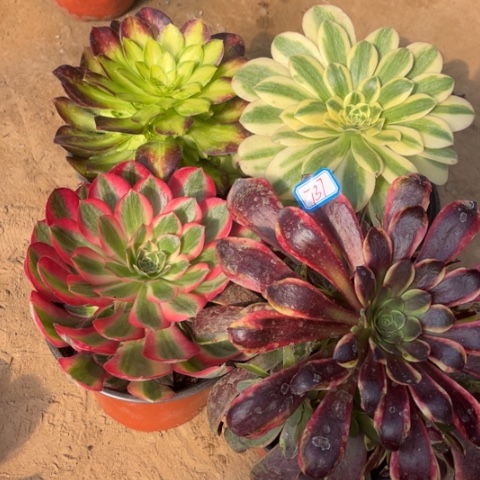 737多肉植物组合