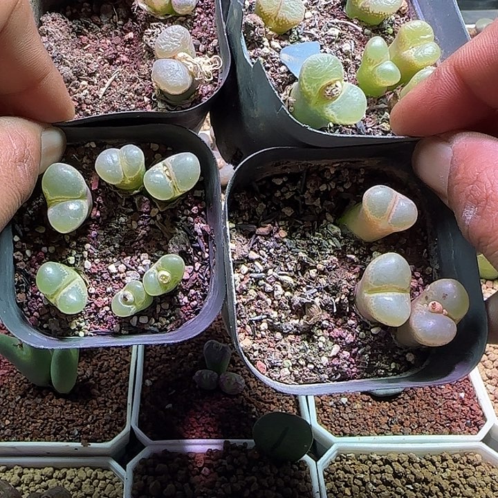 哈哈139月中旬至于在