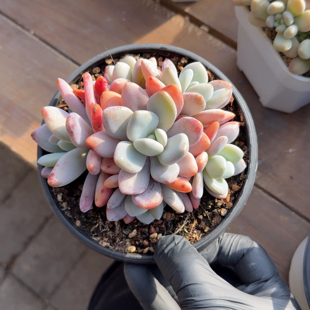 粉兔1111111111111111111111