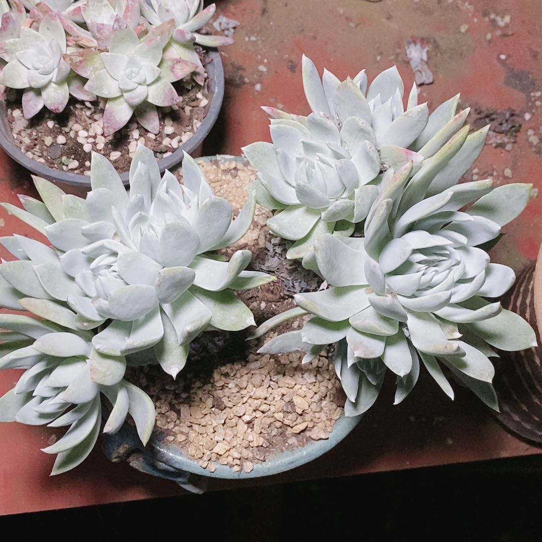 【闪购商品】苹果雪山多肉瑕疵2130