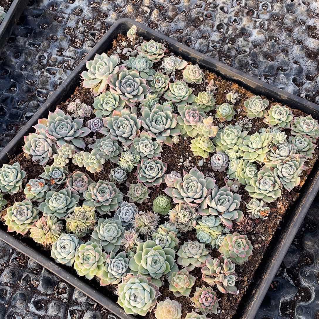 A***e280。  切盒发货。               