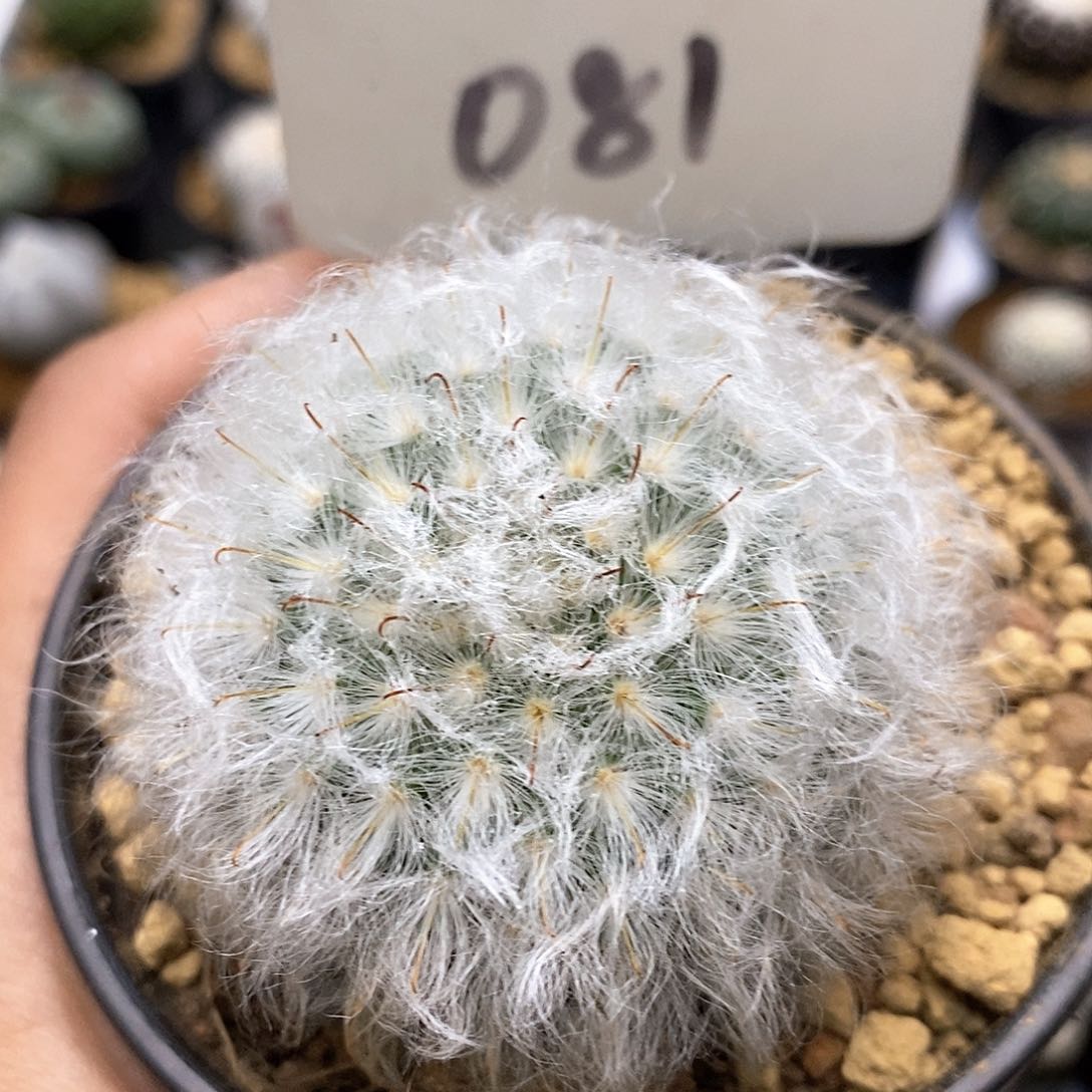 白云高沙福利了特价来了