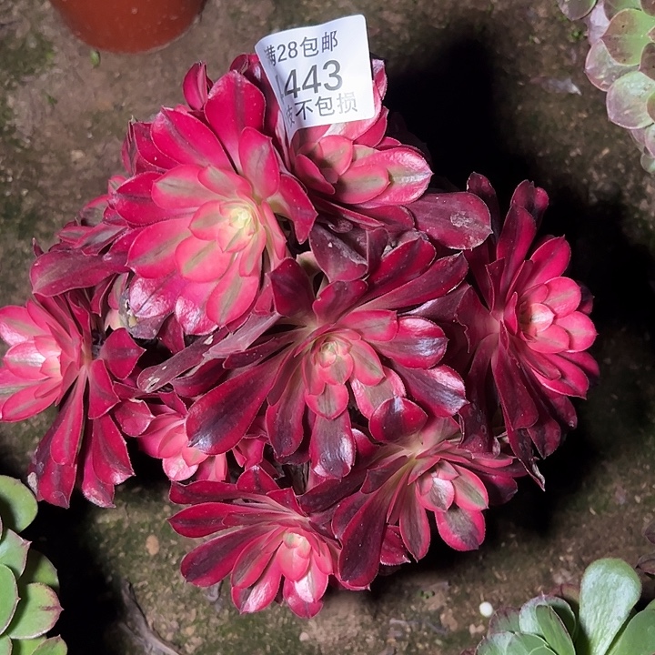 4443丛林美杜莎多肉植物