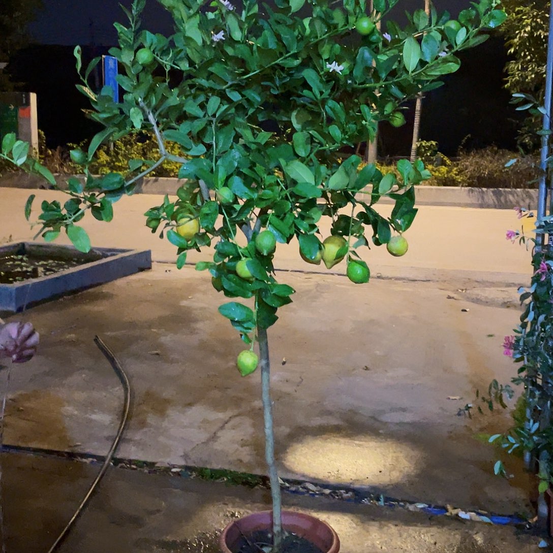 肠***妹全部花苞香水柠檬专拍