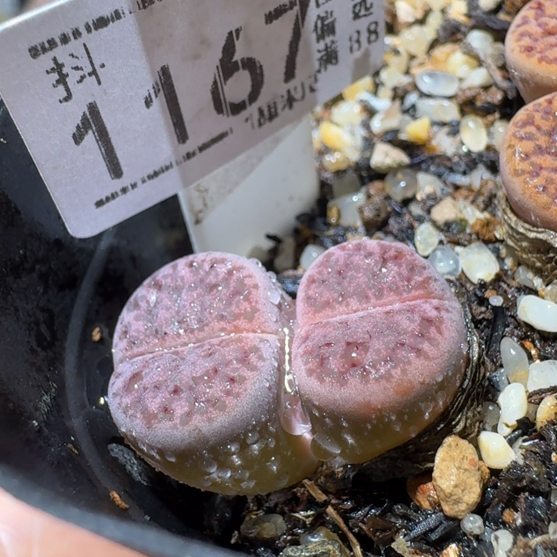 Sss生石花清货1167