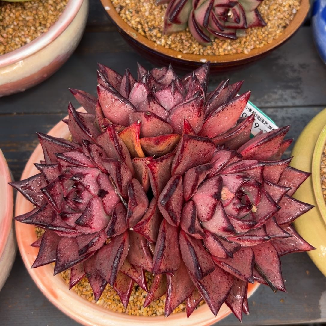 多肉一物一拍0219-289