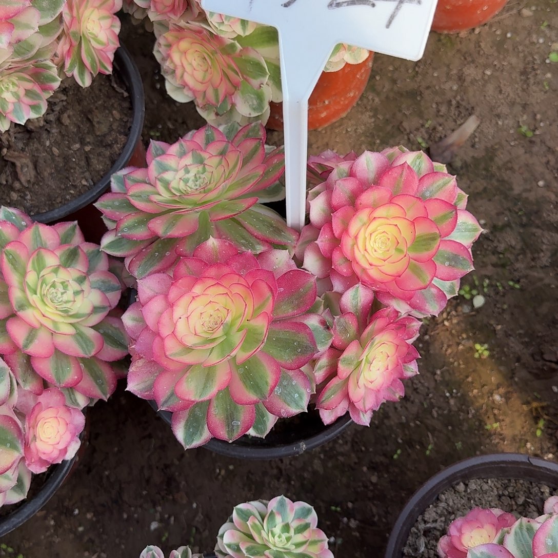 4524倾城多肉法师多肉