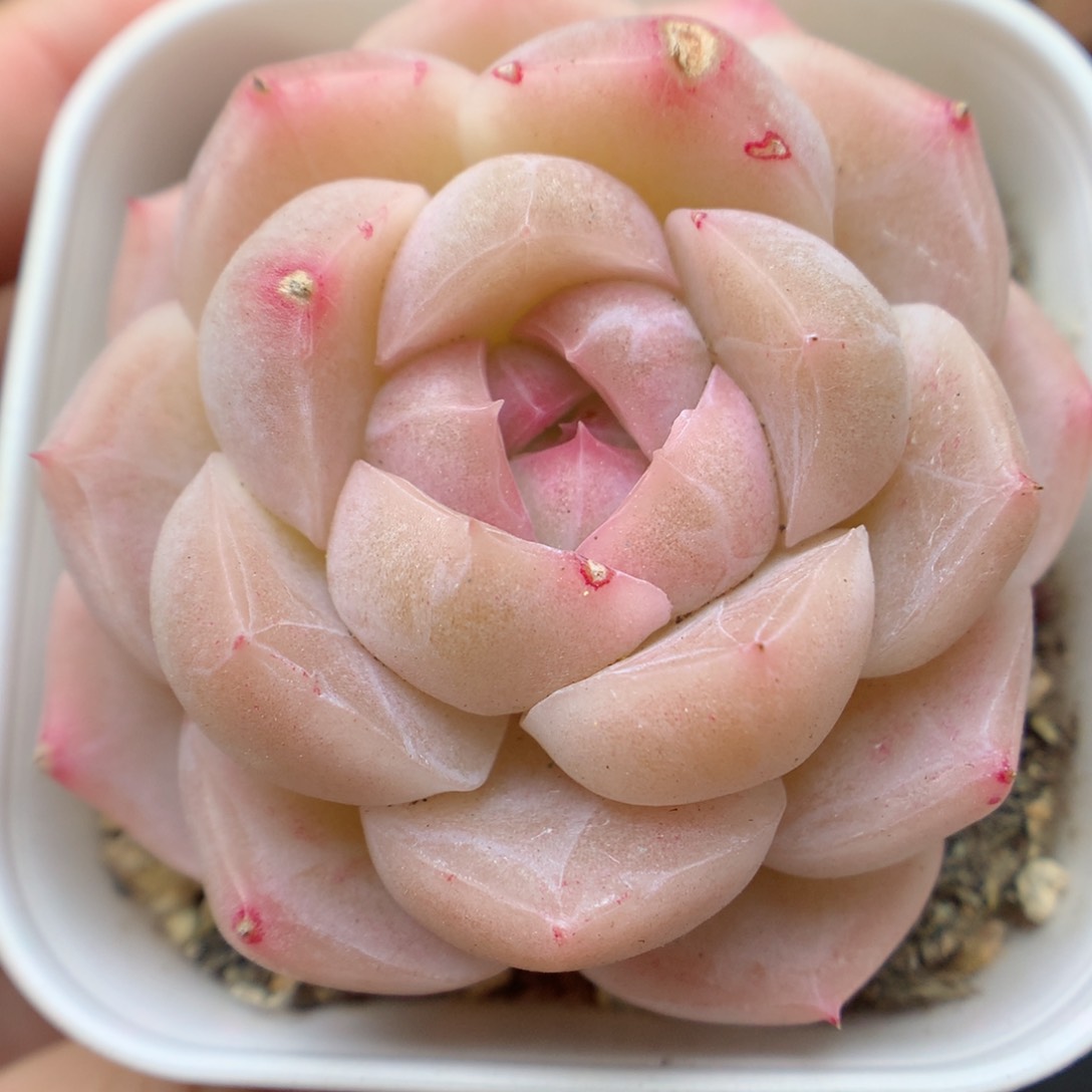 一物一拍精品多肉。糖心 23