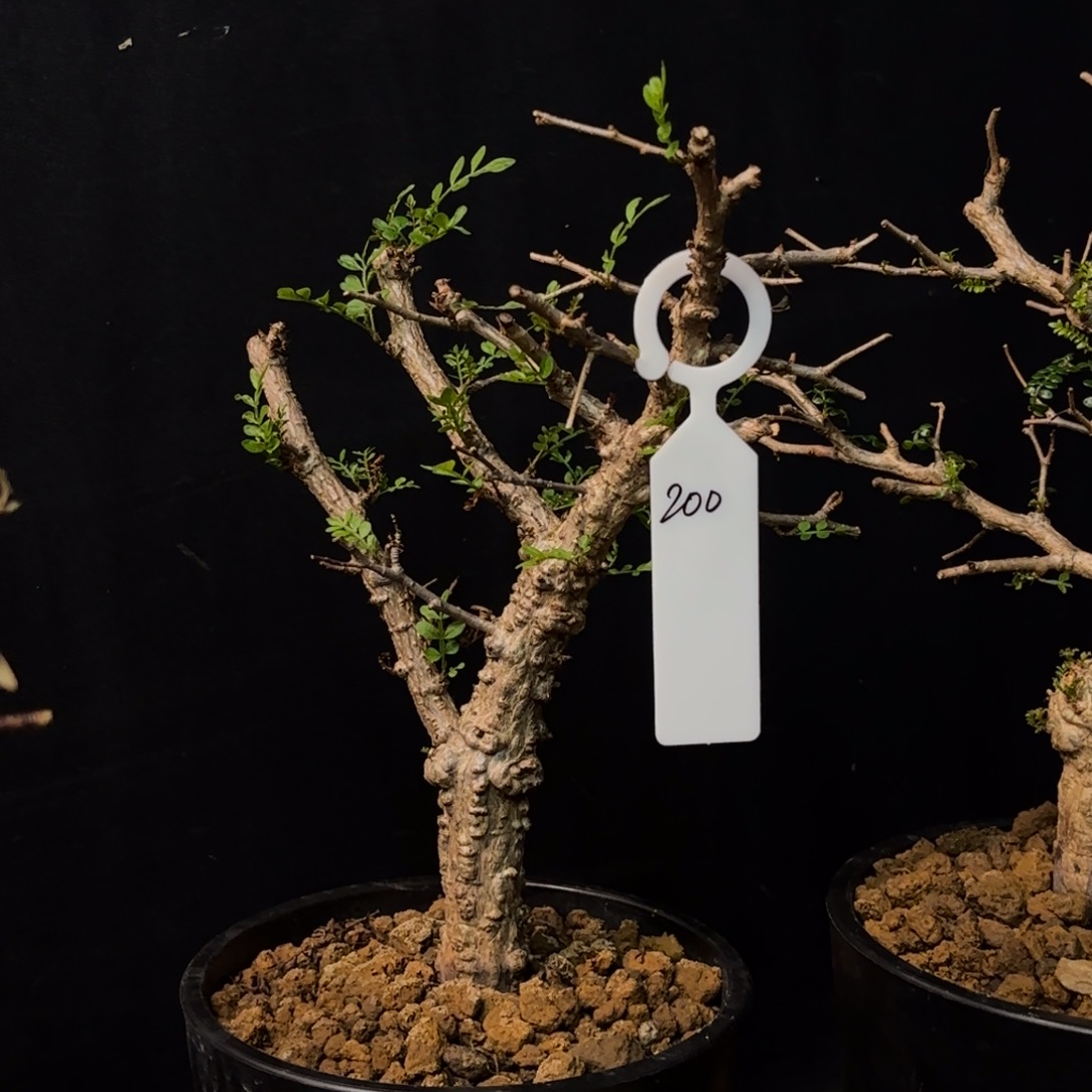 象足漆树带盆土hhh