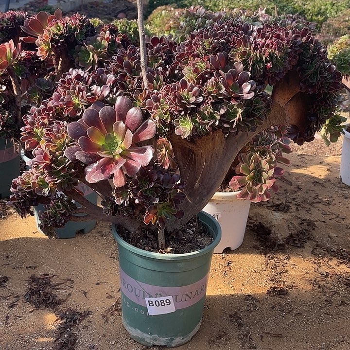 B089欧紫缀化自然朵朵75-1脱土包邮