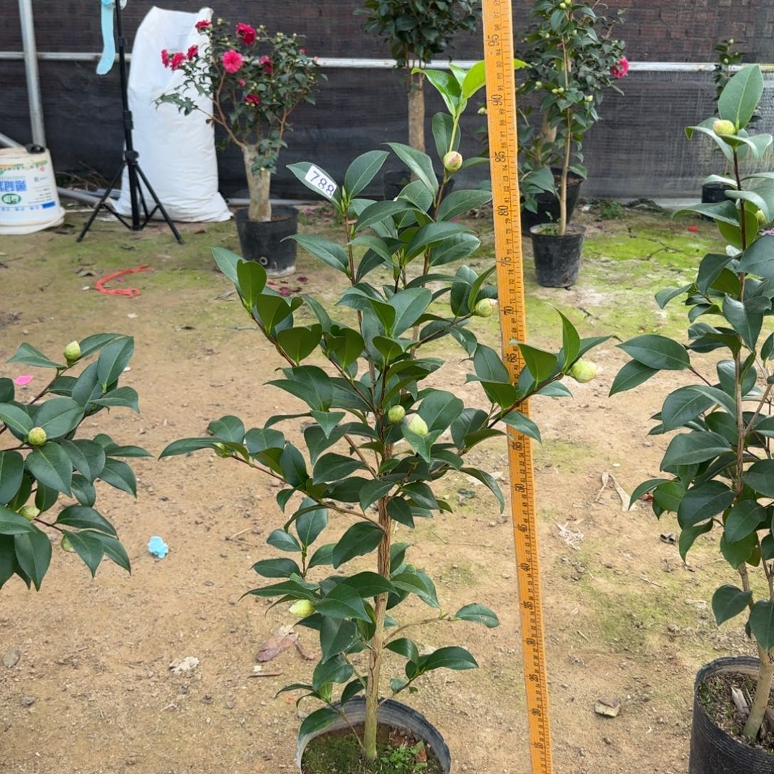 少量花朵（建议范围：2朵-5朵 或40%以下）788希利