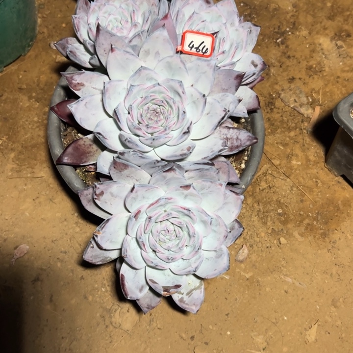 奥***蓬精品多肉植物老桩