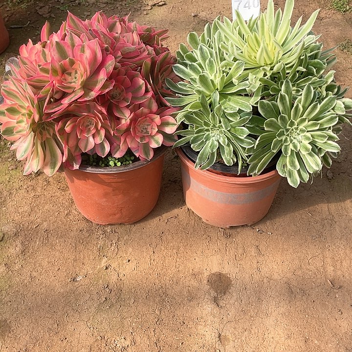 多肉法师多肉法师740