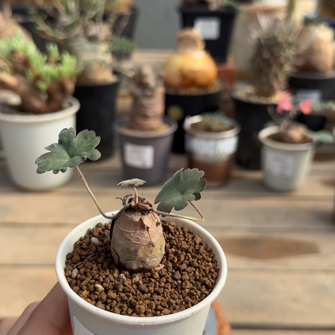 216肾叶洋葵不带盆