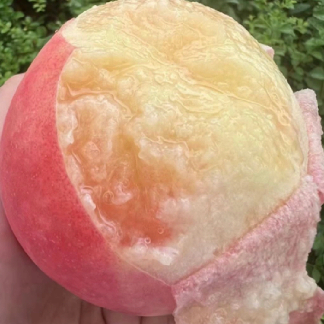 【老唐甄选】无锡阳山水蜜桃6粒(约3.6斤)江苏省