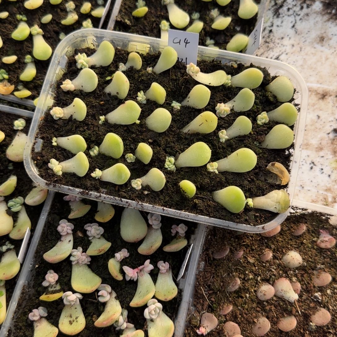 2个C14 芝麻穴满25包邮