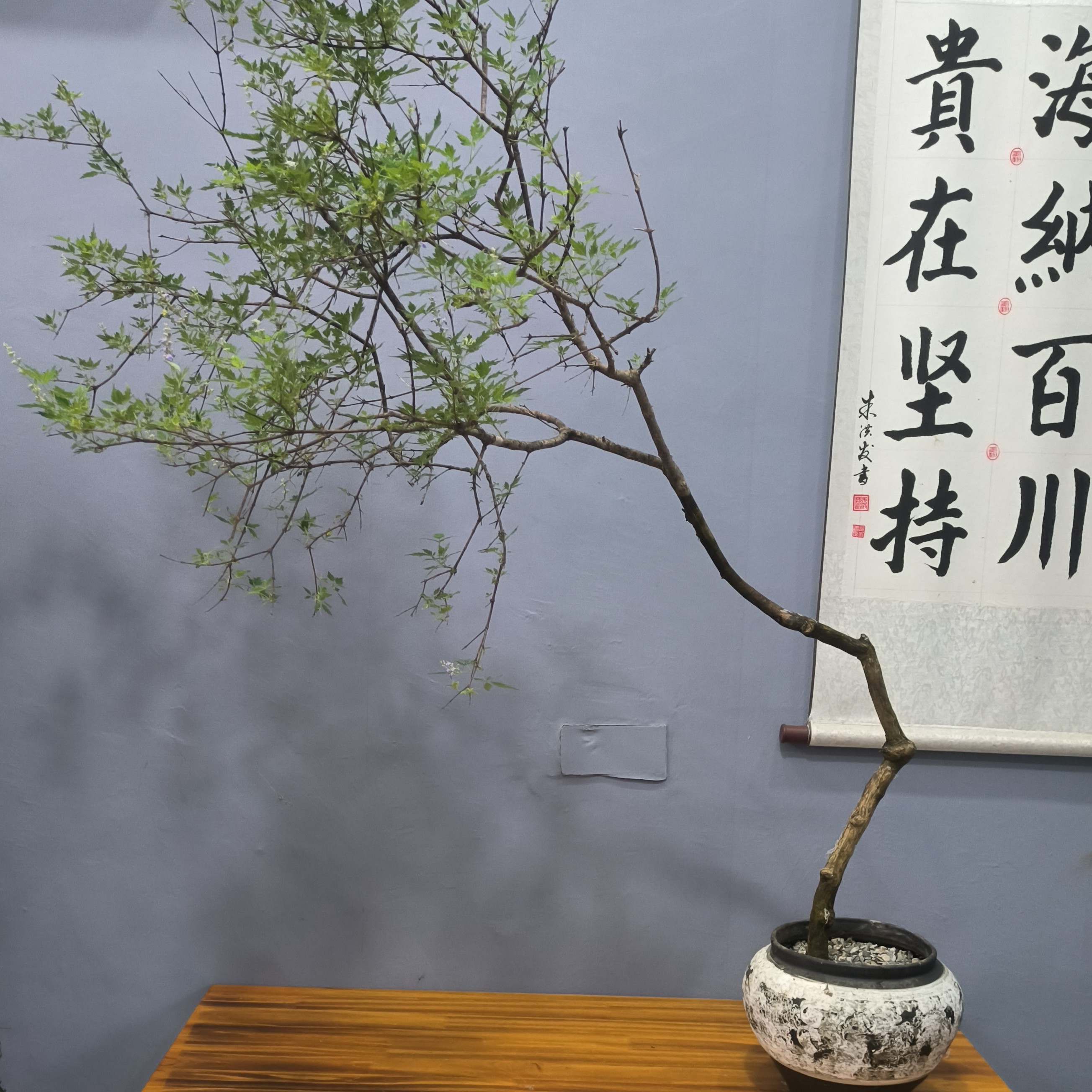 黄荆老桩盆景茶台飘窗阳台室内室外