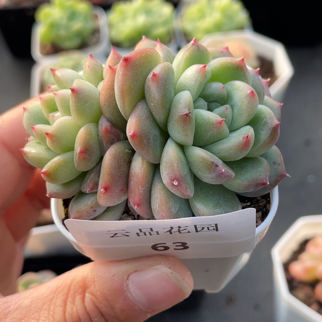 63号糖心冰心珍妮