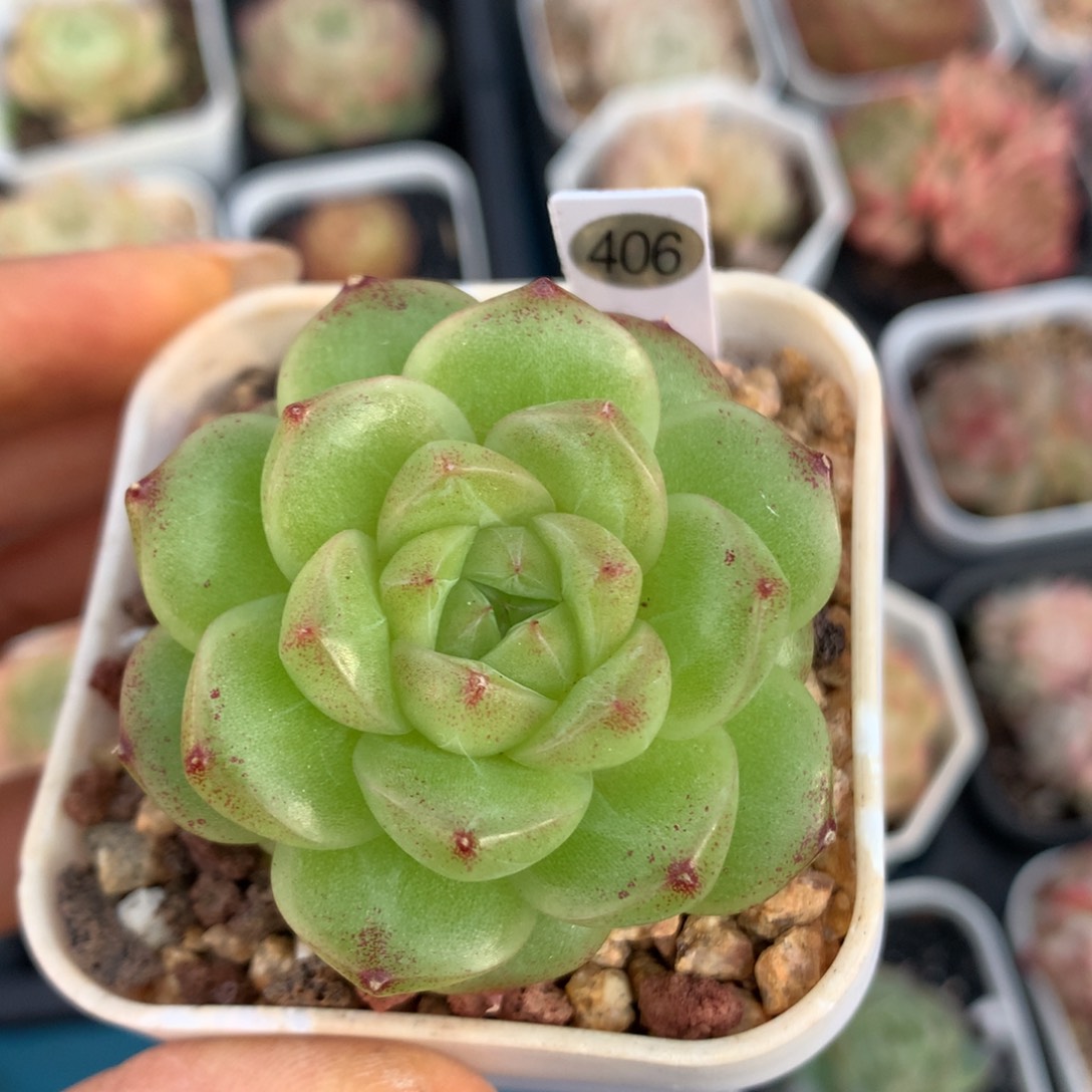 麦秆58包邮  群生不包整406