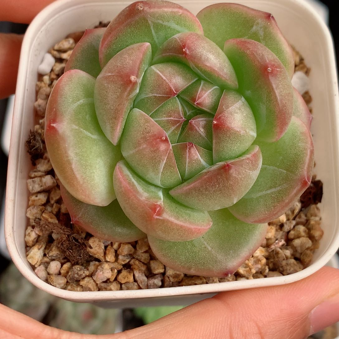 107糖心58包邮  群生不包整 