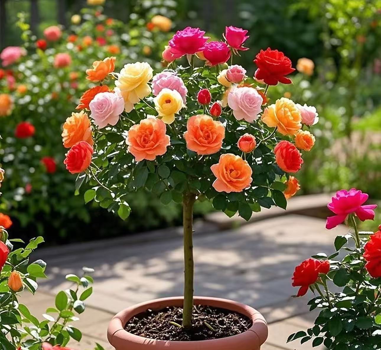 【顺丰京东发 1米左右】多色棒棒糖月季盆栽室内外种植