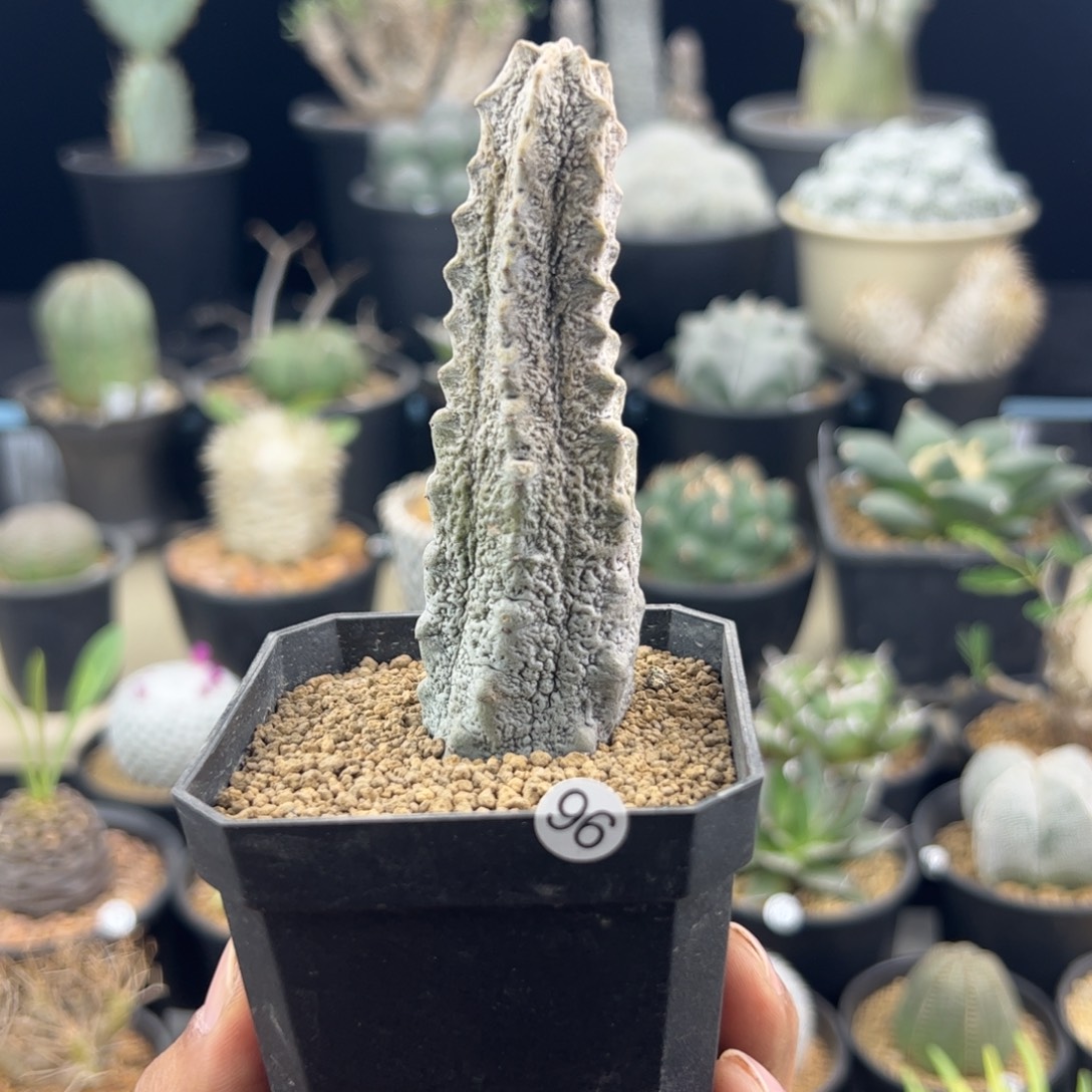 亚迪麒麟大戟单头一物一拍