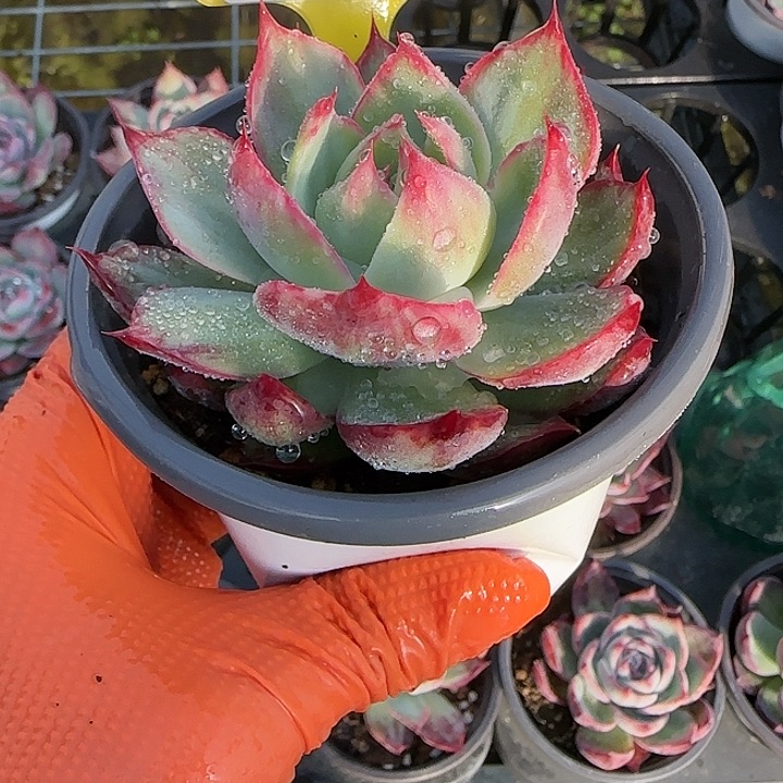 160 惊鸿仙子多肉植物6-9cm