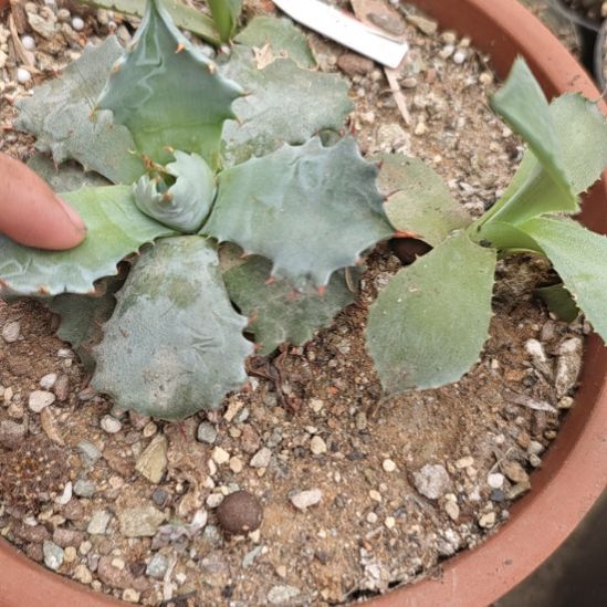 三颗龙舌兰子播带大