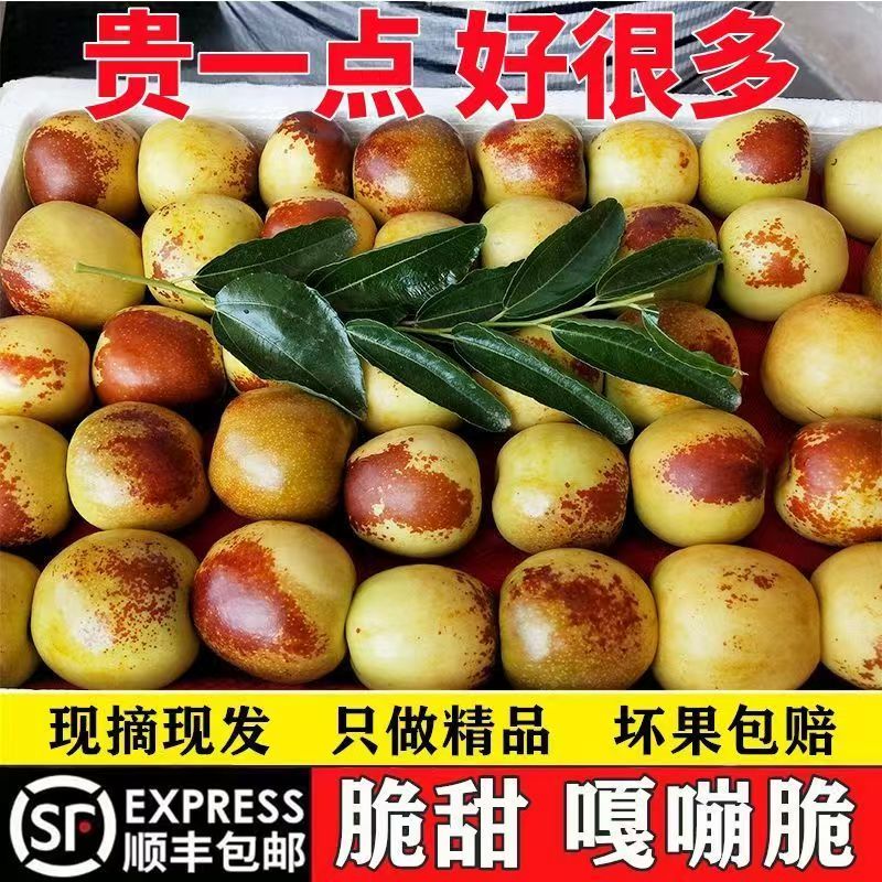 【只做精品】正宗山东沾化冬枣新鲜脆甜当季现发3/5斤优选水果