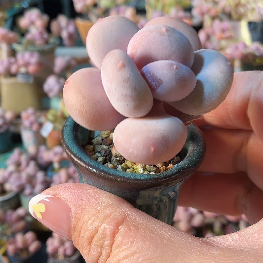 i**0多肉植物的生长发育与生长发育