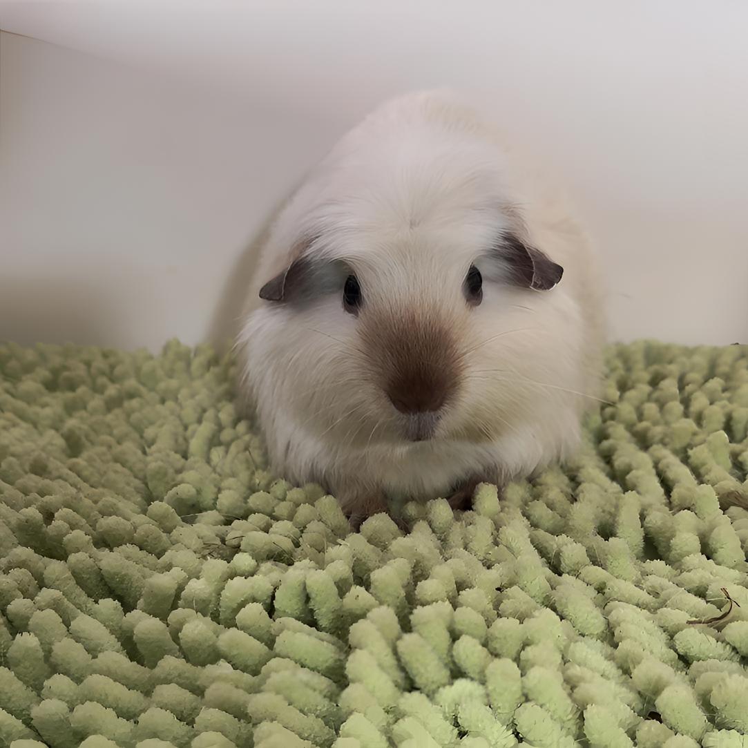 白锻加州荷兰猪豚鼠妹妹生过京东包邮