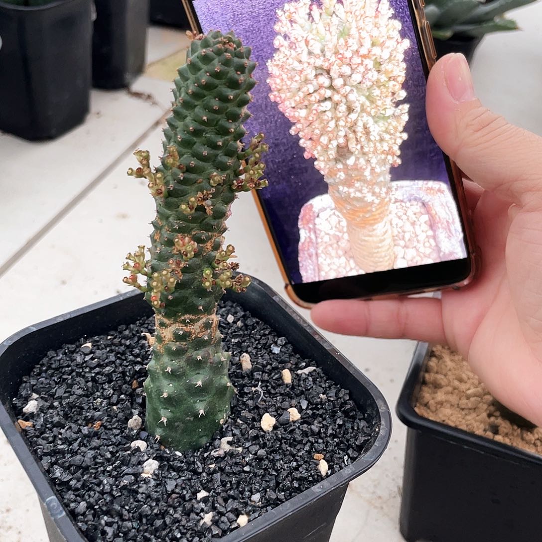 大正6666666666666666