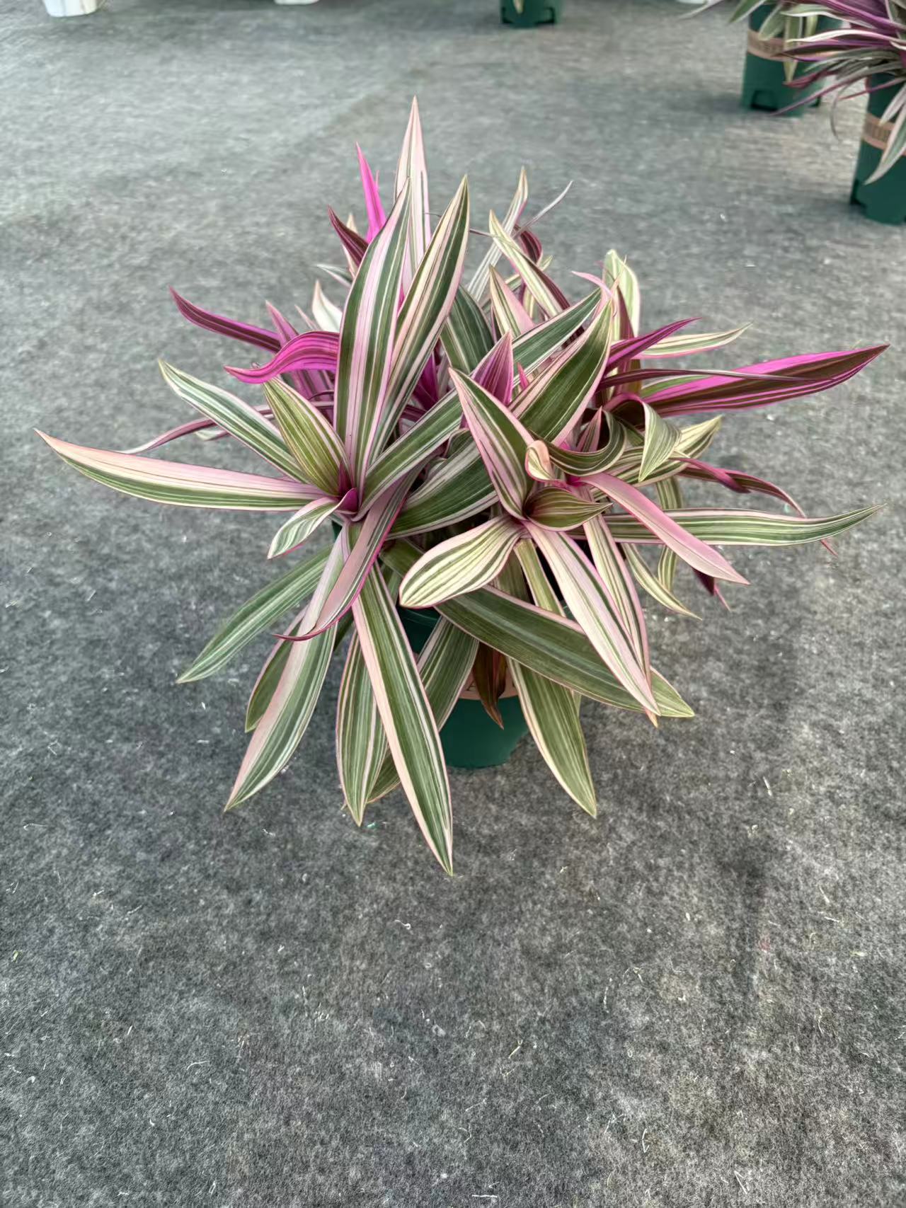 紫罗兰吊兰室内盆栽观叶植物