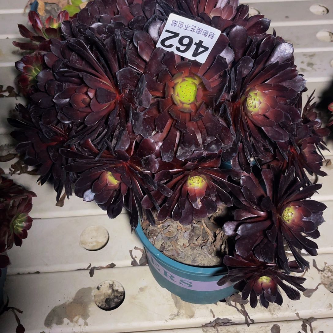 法师法师3–17包邮法师